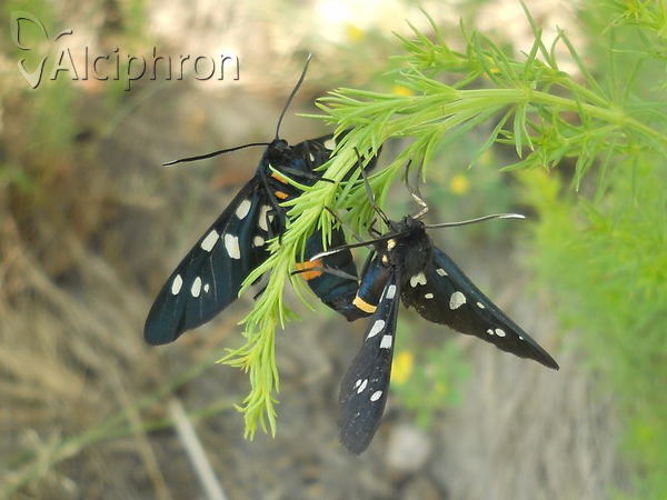 Amata kruegeri