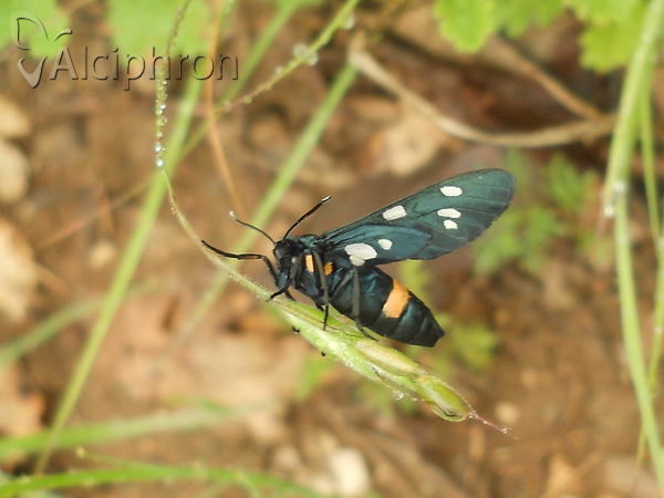 Amata kruegeri