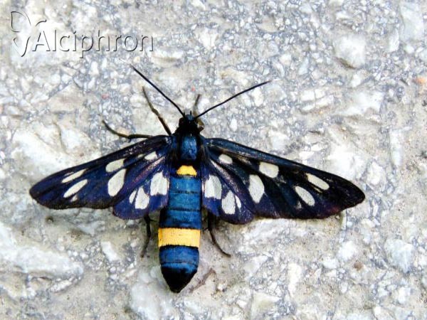 Amata kruegeri