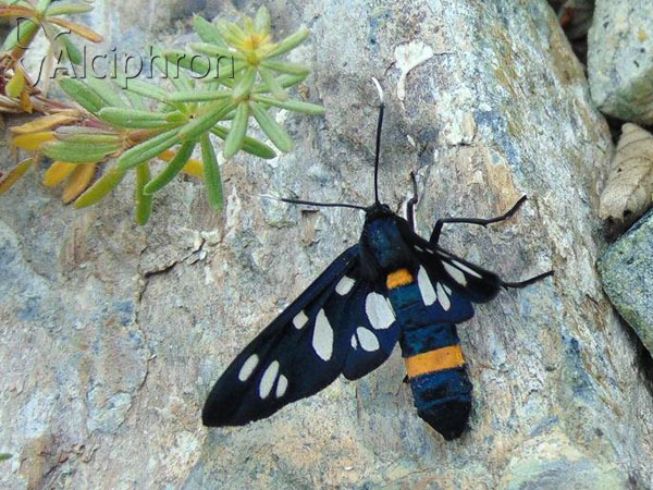 Amata kruegeri