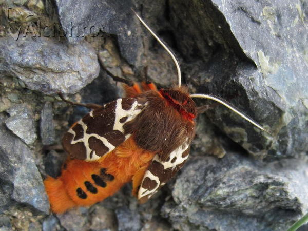 Arctia caja