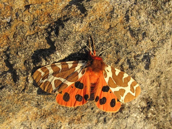 Arctia caja