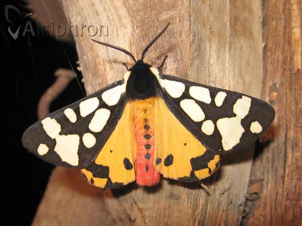 Arctia villica