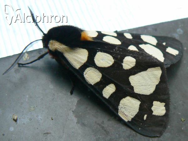 Arctia villica