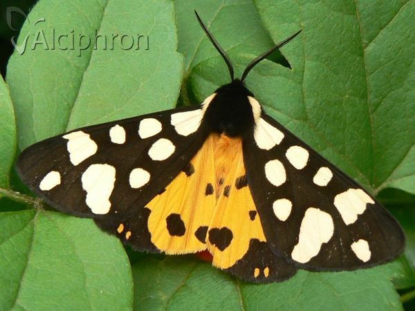 Arctia villica