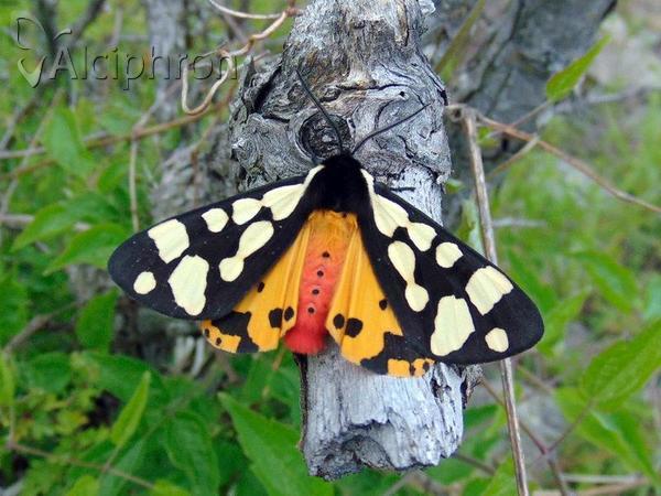 Arctia villica