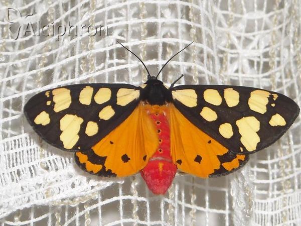 Arctia villica