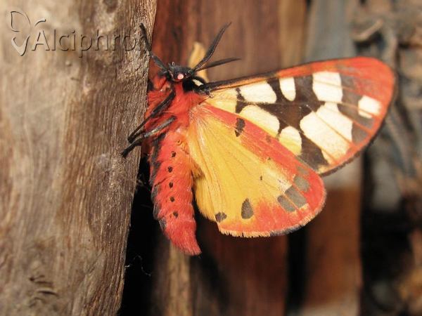 Arctia villica