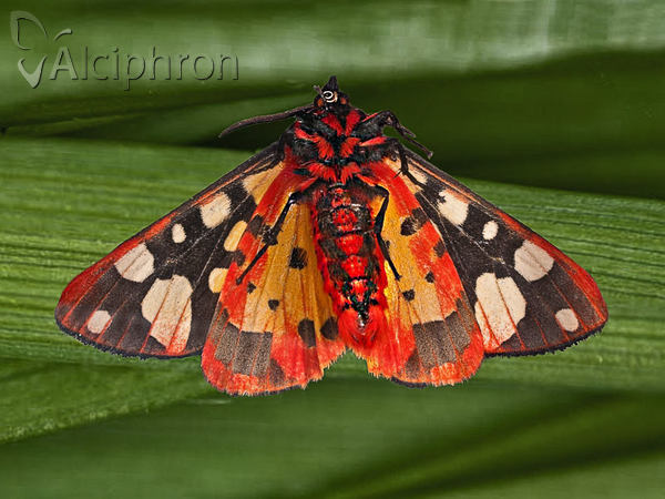 Arctia villica
