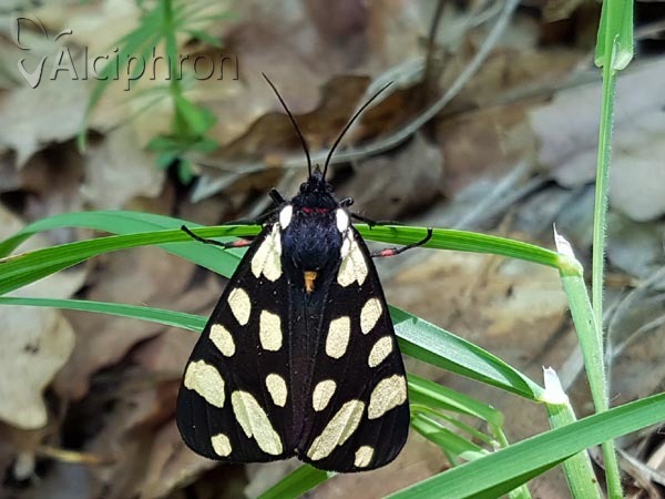 Arctia villica