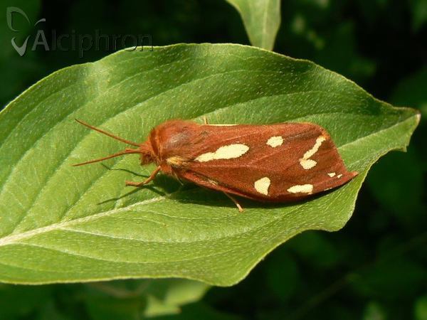 Arctia aulica