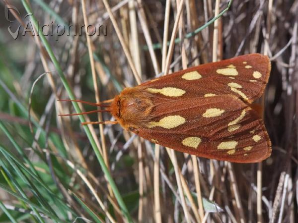 Arctia aulica
