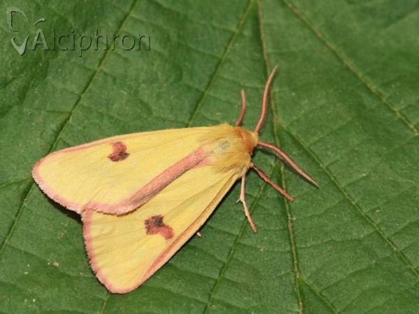Diacrisia sannio