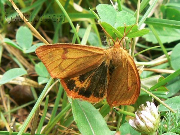 Diacrisia sannio