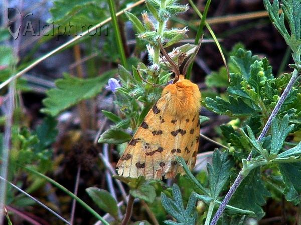 Diacrisia purpurata