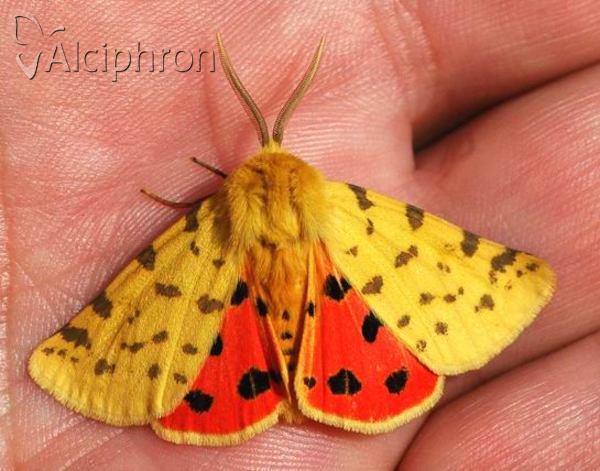 Diacrisia purpurata