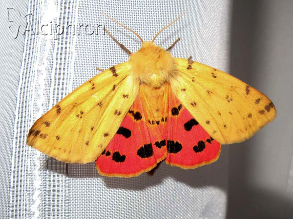 Diacrisia purpurata
