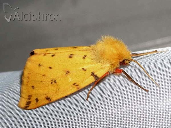 Diacrisia purpurata