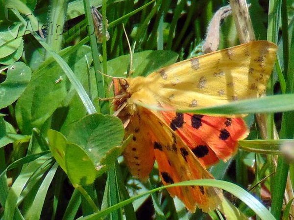 Diacrisia purpurata