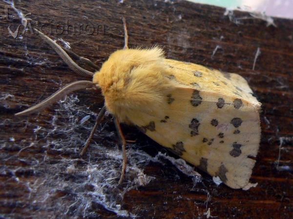 Diacrisia purpurata