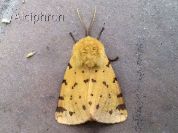 Diacrisia purpurata