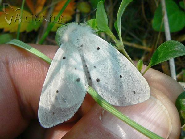 Diaphora mendica