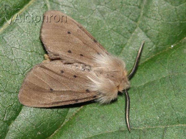 Diaphora mendica
