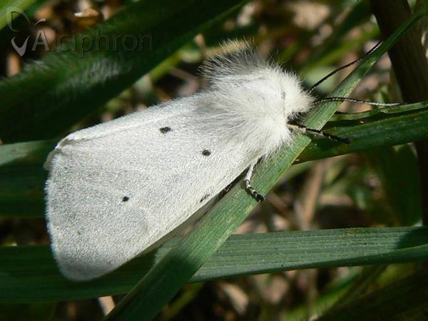 Diaphora mendica