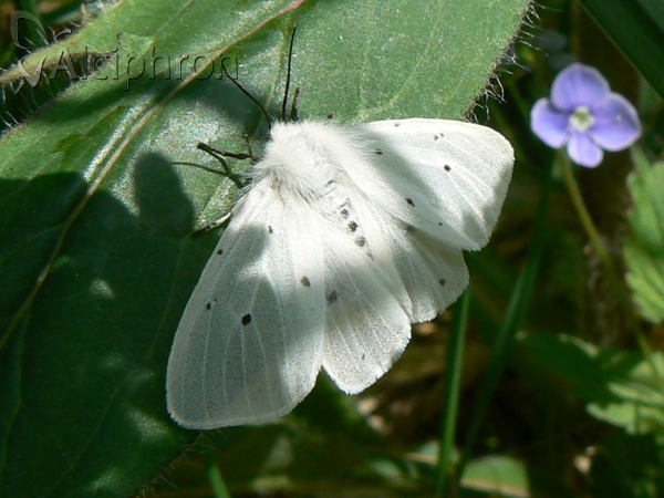 Diaphora mendica