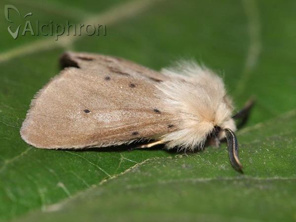 Diaphora mendica
