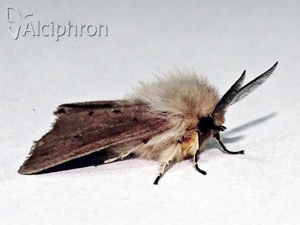Diaphora mendica