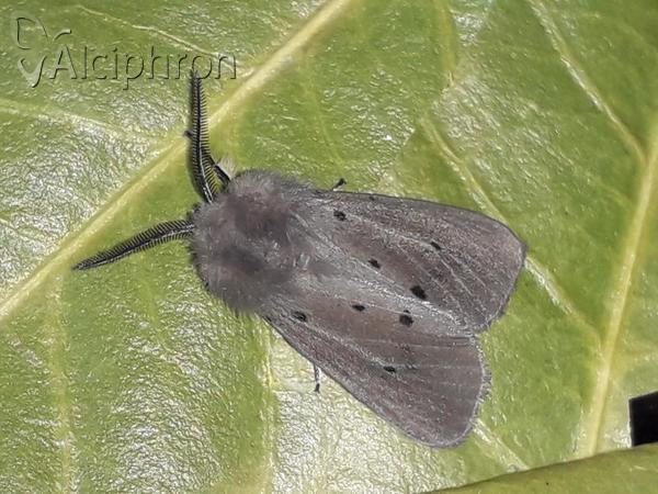 Diaphora mendica