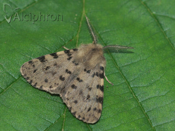 Diaphora luctuosa