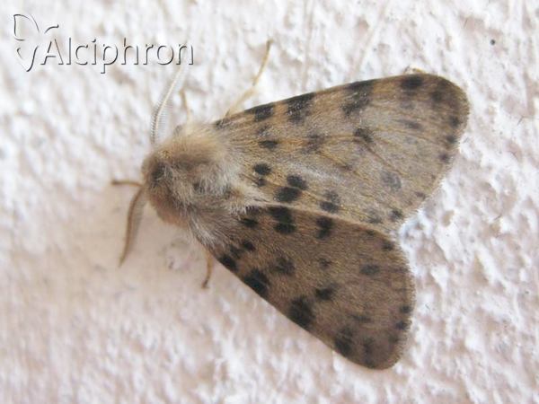 Diaphora luctuosa