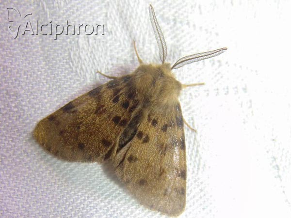 Diaphora luctuosa