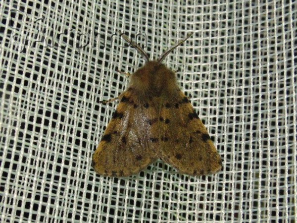Diaphora luctuosa