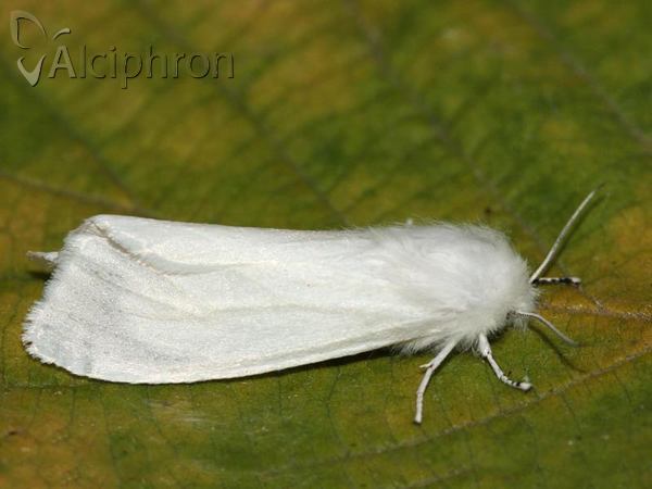 Hyphantria cunea