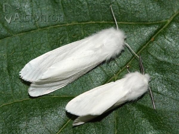 Hyphantria cunea