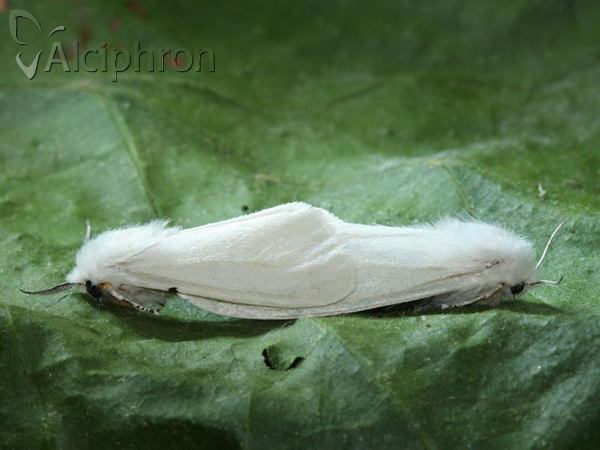 Hyphantria cunea