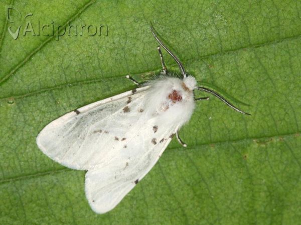 Hyphantria cunea