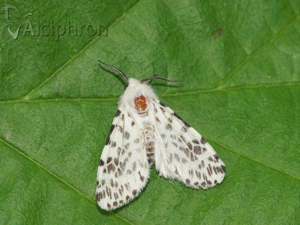 Hyphantria cunea