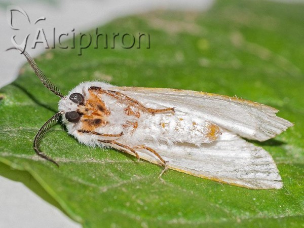 Hyphantria cunea