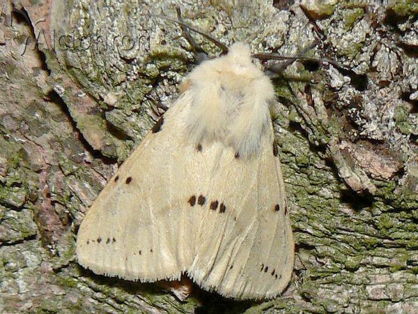 Spilosoma lutea