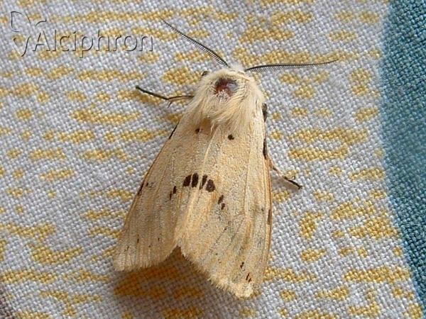 Spilosoma lutea