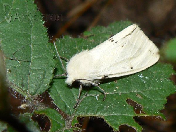 Spilosoma lutea