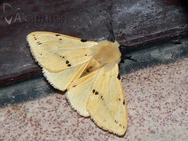 Spilosoma lutea