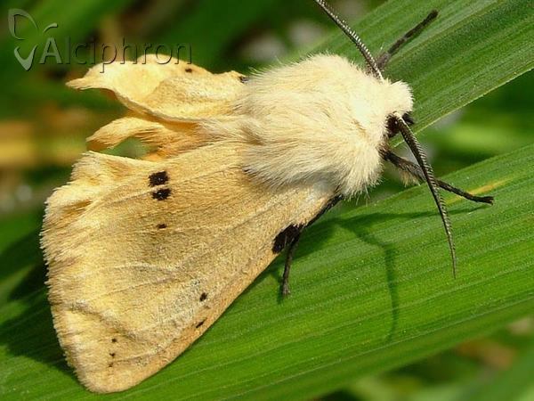 Spilosoma lutea