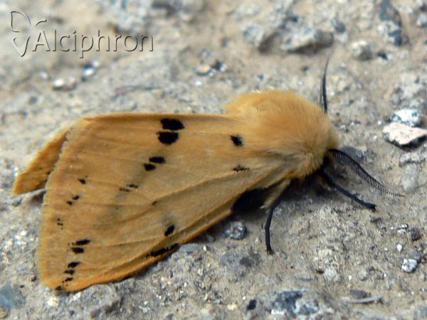 Spilosoma lutea