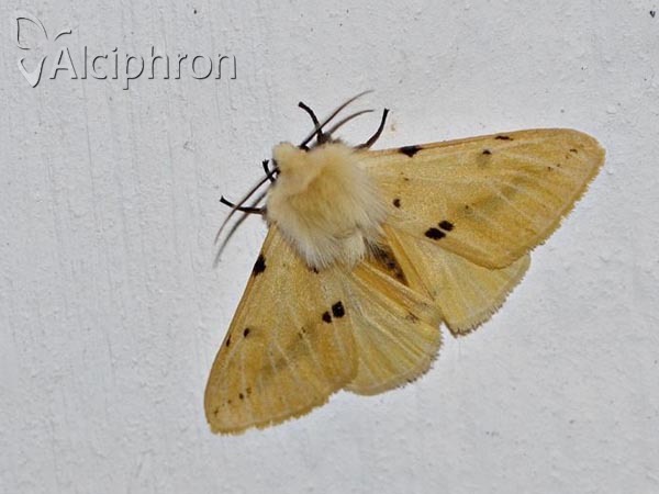 Spilosoma lutea