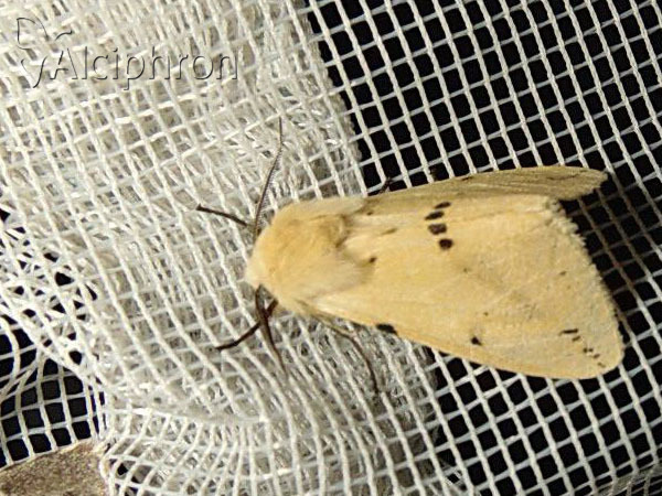 Spilosoma lutea